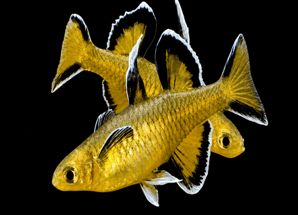 Pseudomugil Mellis Honey Blue Eyes 3cm - Nano Tanks Australia