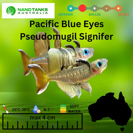 Pseudomugil Signifer Pacific Blue Eyes 2 - 3cm **located offsite** - Nano Tanks Australia Aquarium Shop