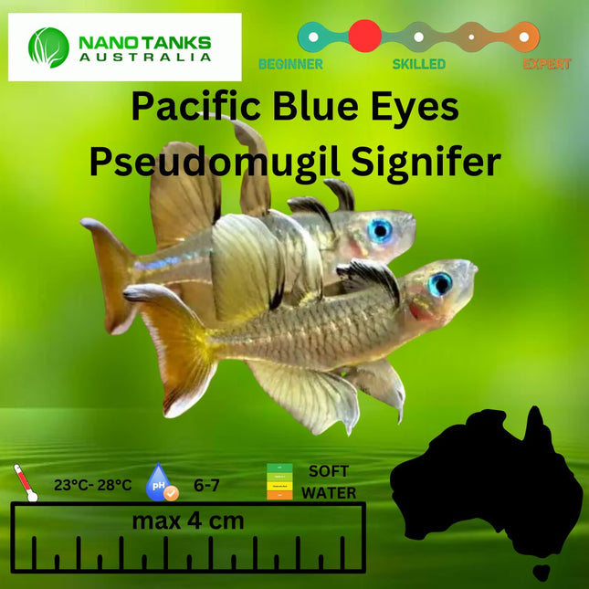 Pseudomugil Signifer Pacific Blue Eyes 2 - 3cm **located offsite** - Nano Tanks Australia Aquarium Shop