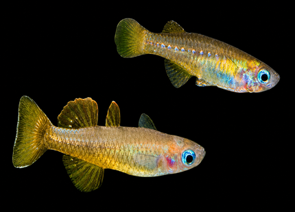 Pseudomugil tenellus Delicate Blue Eyes 3cm - Nano Tanks Australia