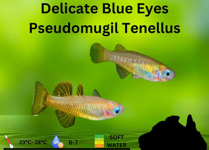 Pseudomugil tenellus Delicate Blue Eyes 3cm - Nano Tanks Australia Aquarium Shop