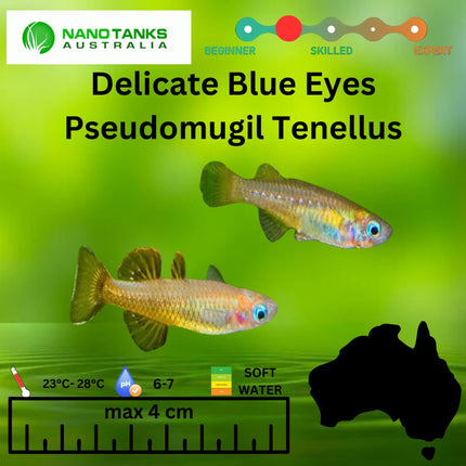 Pseudomugil tenellus Delicate Blue Eyes 3cm - Nano Tanks Australia Aquarium Shop