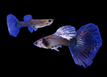 Purple Dragon Guppy (Sold as pairs) - Nano Tanks Australia Aquarium Shop