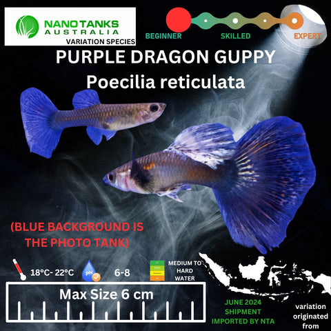 Purple Dragon Guppy (Sold as pairs) - Nano Tanks Australia Aquarium Shop