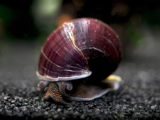 Purple Mystery Snail - Nano Tanks Australia