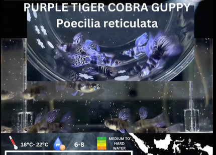 Purple Tiger Cobra Guppy Pairs Available (Sold as pairs 1 Male 1 Female) - Nano Tanks Australia Aquarium Shop