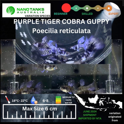 Purple Tiger Cobra Guppy Pairs Available (Sold as pairs 1 Male 1 Female) - Nano Tanks Australia Aquarium Shop
