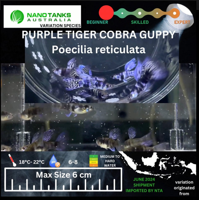 Purple Tiger Cobra Guppy Pairs Available (Sold as pairs 1 Male 1 Female) - Nano Tanks Australia Aquarium Shop