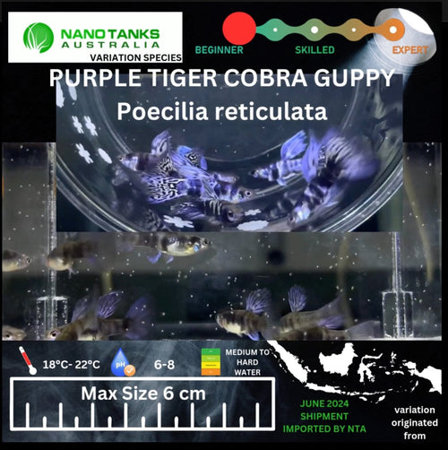 Purple Tiger Cobra Guppy Pairs Available (Sold as pairs 1 Male 1 Female)