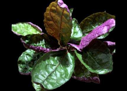Purple Waffle (Hemigraphis alternata) — Emersed / Paludarium Plant - Nano Tanks Australia