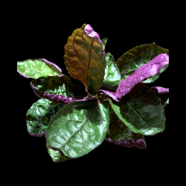 Purple Waffle (Hemigraphis alternata) — Emersed / Paludarium Plant - Nano Tanks Australia