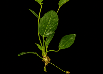 Radican Sword (Echinodorus cordifolius) Bare Root - Nano Tanks Australia