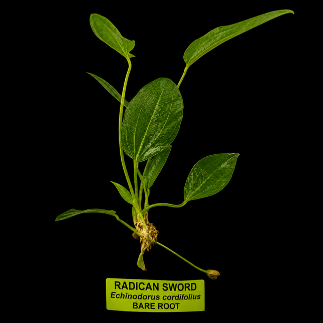 Radican Sword (Echinodorus cordifolius) Bare Root - Nano Tanks Australia