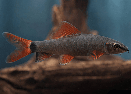Rainbow Shark 4-6cm - Nano Tanks Australia