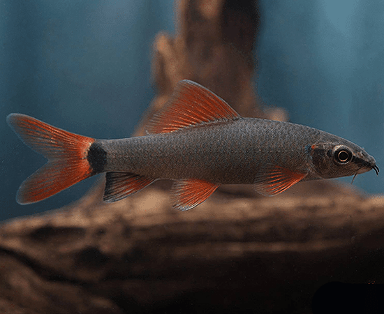 Rainbow Shark 4-6cm - Nano Tanks Australia