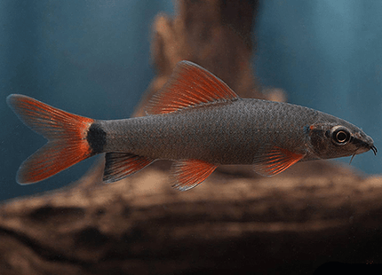 Rainbow Shark (Epalzeorhynchos frenatum) 5cm