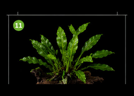 Rare Spoon Leaf Java Fern (Microsorum pteropus 'Spoon Leaf') - Nano Tanks Australia