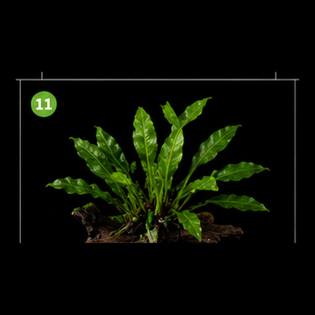Rare Spoon Leaf Java Fern (Microsorum pteropus 'Spoon Leaf') - Nano Tanks Australia