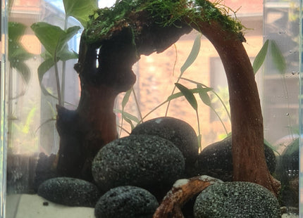 Ready Made Tank - Nano Tanks Australia