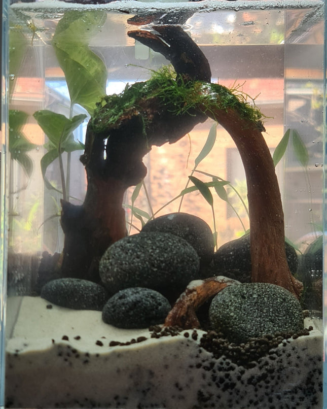 Ready Made Tank - Nano Tanks Australia