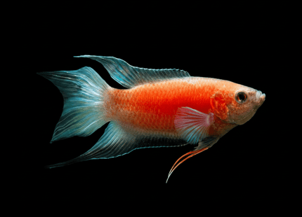 Red/ Apricot Paradisefish 3-5cm - Nano Tanks Australia