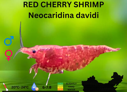 Red Cherry Shrimp - Nano Tanks Australia Aquarium Shop