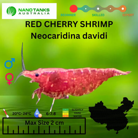 Red Cherry Shrimp - Nano Tanks Australia Aquarium Shop