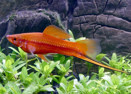 Red Comet Swordtail 3-6cm - Nano Tanks Australia