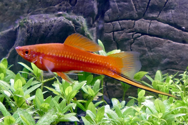 Red Comet Swordtail 3-6cm - Nano Tanks Australia