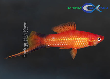 Red Comet Swordtail (Xiphophorus hellerii)