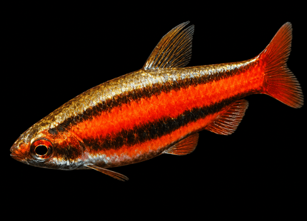 Red Dwarf Pencilfish (Nannostomus mortenthaleri) - Nano Tanks Australia