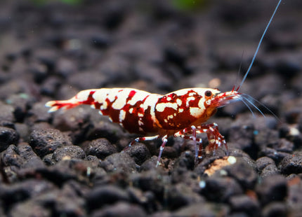 Red Galaxy Shrimp - Nano Tanks Australia