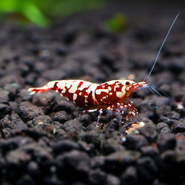 Red Galaxy Shrimp - Nano Tanks Australia