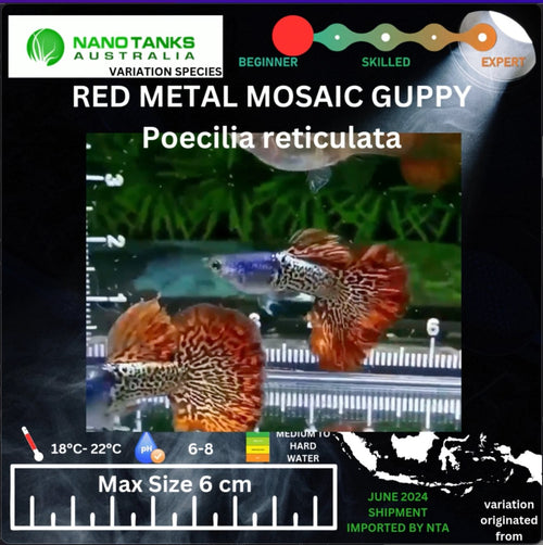 Red Metal Mosaic Guppy Pairs Available (Sold as pairs 1 Male 1 Female)