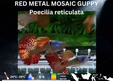 Red Metal Mosaic Guppy Pairs Available (Sold as pairs 1 Male 1 Female) - Nano Tanks Australia Aquarium Shop