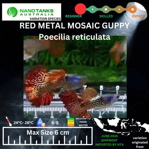 Red Metal Mosaic Guppy Pairs Available (Sold as pairs 1 Male 1 Female) - Nano Tanks Australia Aquarium Shop