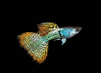 Red Metal Snakeskin Guppy - Nano Tanks Australia
