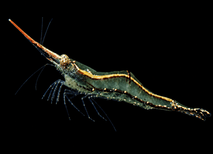 Red Nose Shrimp (Caridina sp Gulf1) 1-3cm - Nano Tanks Australia