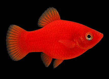Red Platy 3-5cm - Nano Tanks Australia