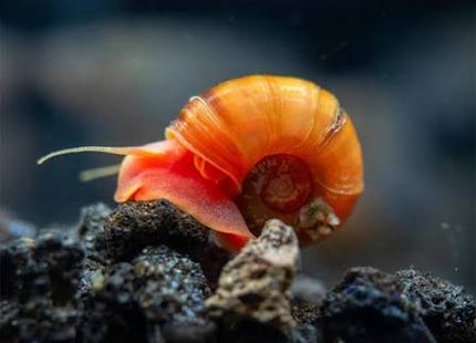 Red Ramshorn Snails - Nano Tanks Australia