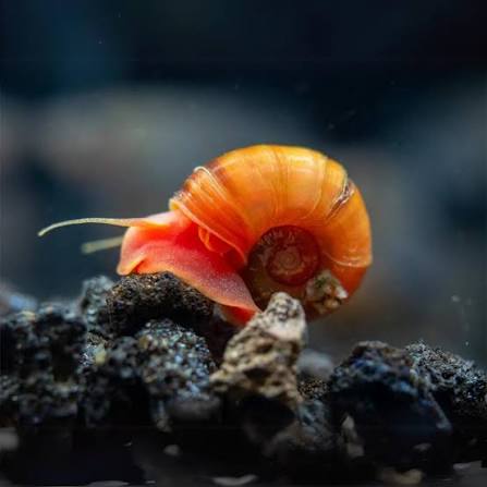 Red Ramshorn Snails - Nano Tanks Australia