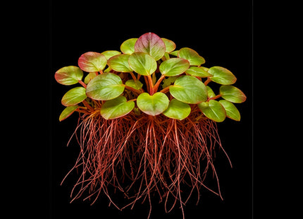 Red Root Floaters (Phyllanthus fluitans) - Nano Tanks Australia