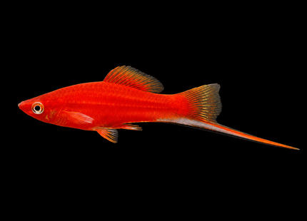Red Swordtail 3-6cm - Nano Tanks Australia