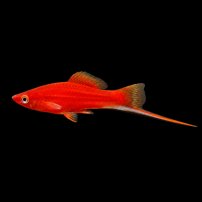 Red Swordtail 3-6cm - Nano Tanks Australia