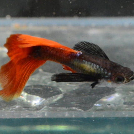 Red Tail Black Ear Dumbo Ear HiFin Guppy - Nano Tanks Australia Aquarium Shop