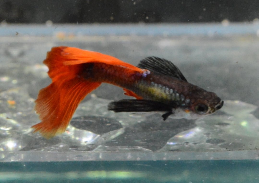 Red Tail Black Ear Dumbo Ear HiFin Guppy - Nano Tanks Australia Aquarium Shop