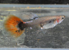 1 Female
