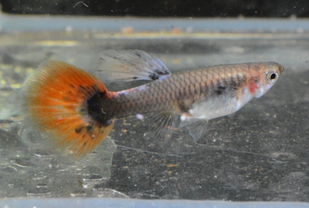 Red Tail Black Ear Dumbo Ear HiFin Guppy - Nano Tanks Australia Aquarium Shop