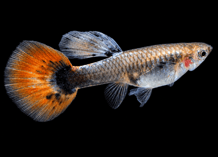 Red Tail Black Ear Dumbo Ear HiFin Guppy 3-5cm - Nano Tanks Australia