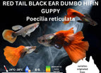 1 Pair (1 Male 1 Female)